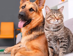 Foto de um cachorro e um gato em uma sala com paredes cinzas e uma cadeira amarela, representando um animal de estimação.