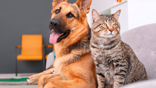 Foto de um cachorro e um gato em uma sala com paredes cinzas e uma cadeira amarela, representando um animal de estimação.