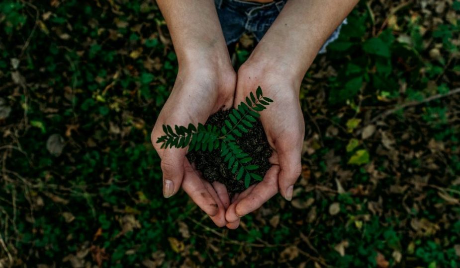 Foto de uma mão em conchas segurando uma plantinha fazendo referencia a organização ambiental.