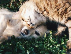 Foto de pets deitados na grama.