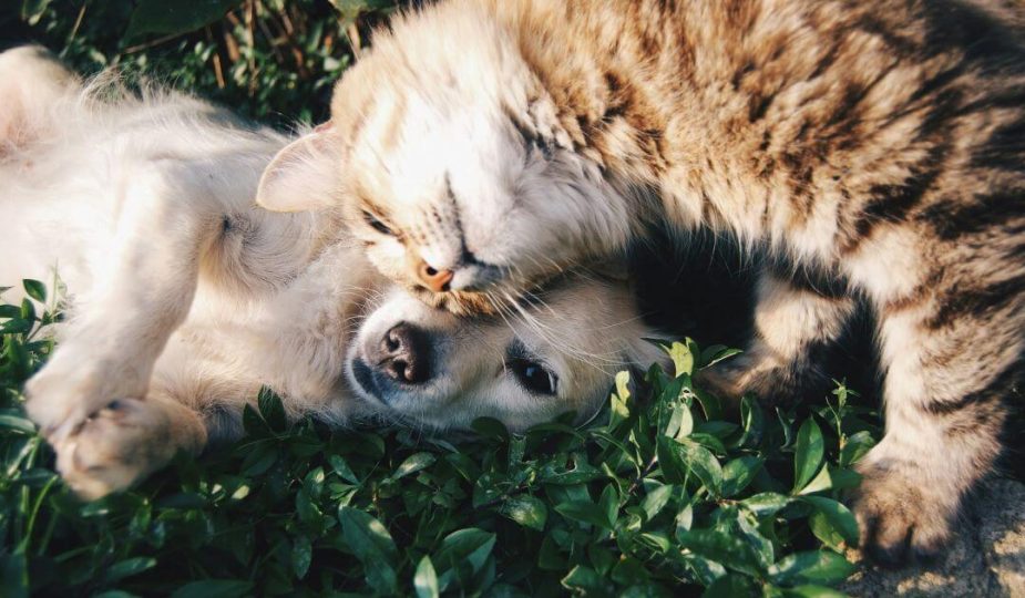 Foto de pets deitados na grama.