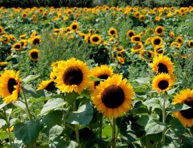 Foto de um campo de flores de girassóis.