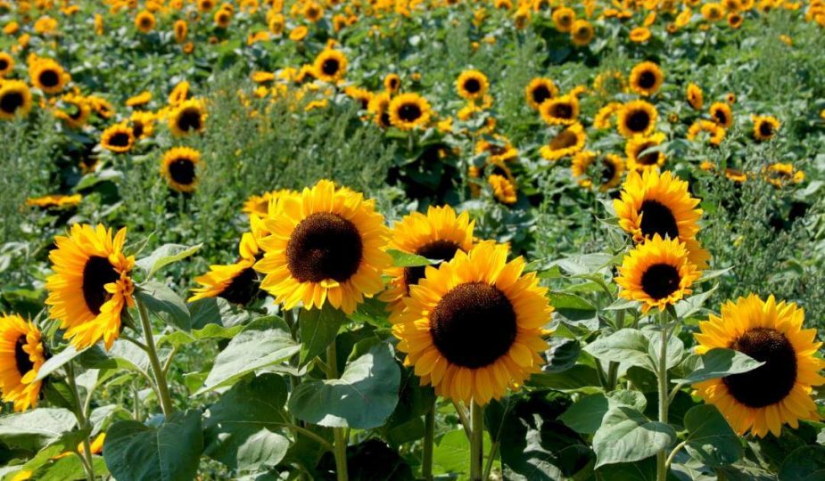 Foto de um campo de flores de girassóis.